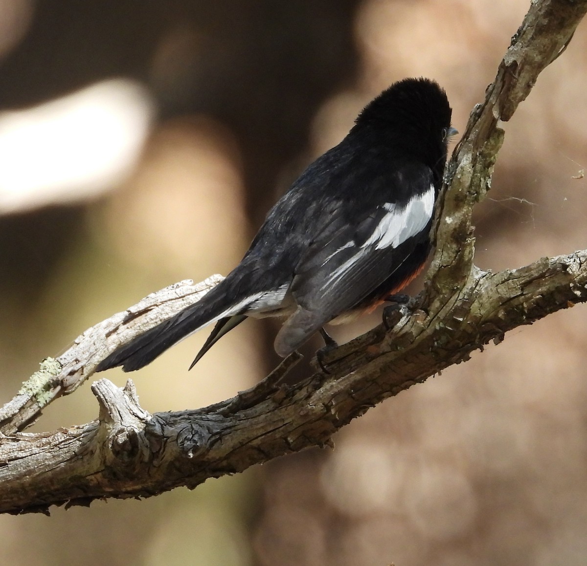 Painted Redstart - Roee Astor