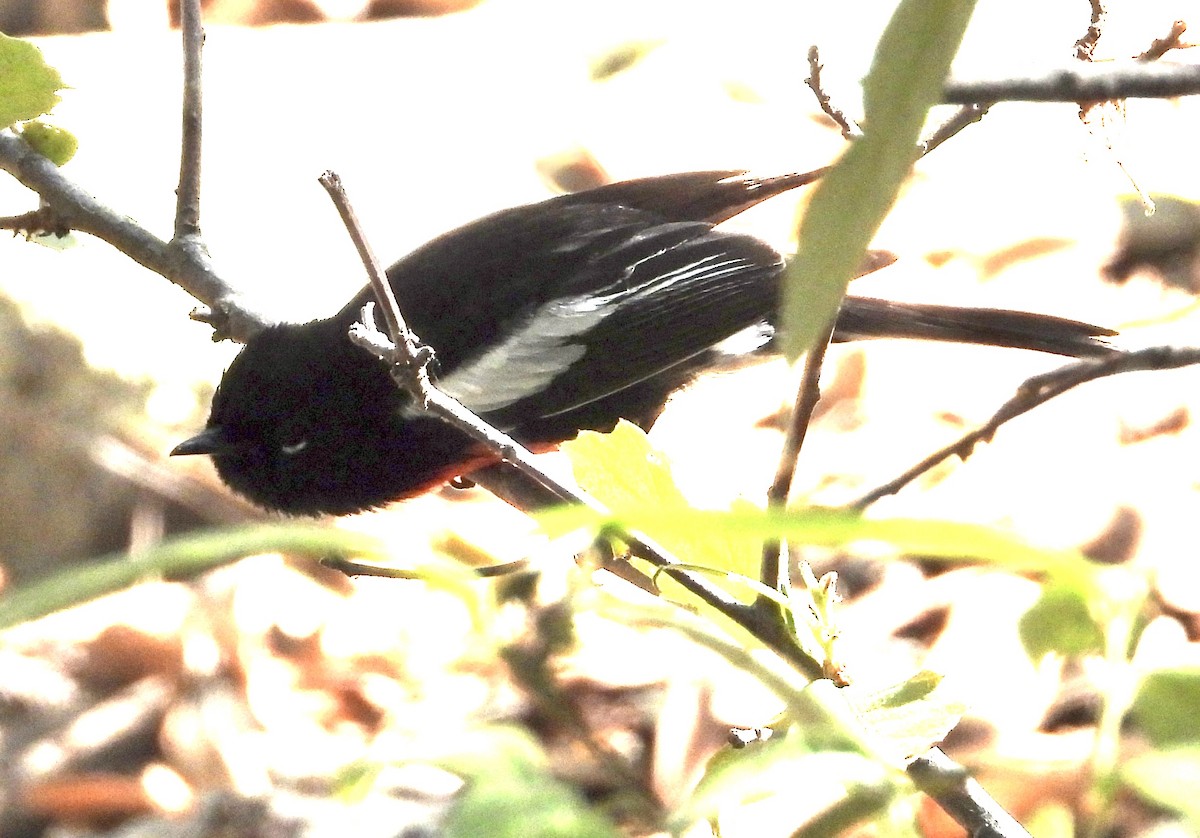 Painted Redstart - Roee Astor