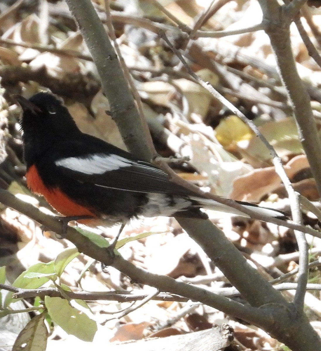 Painted Redstart - Roee Astor