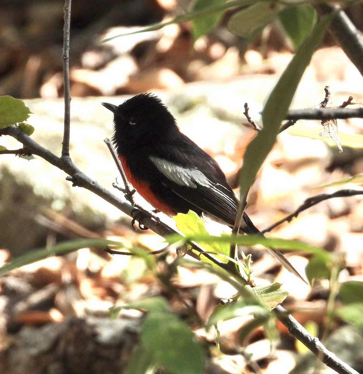 Painted Redstart - Roee Astor