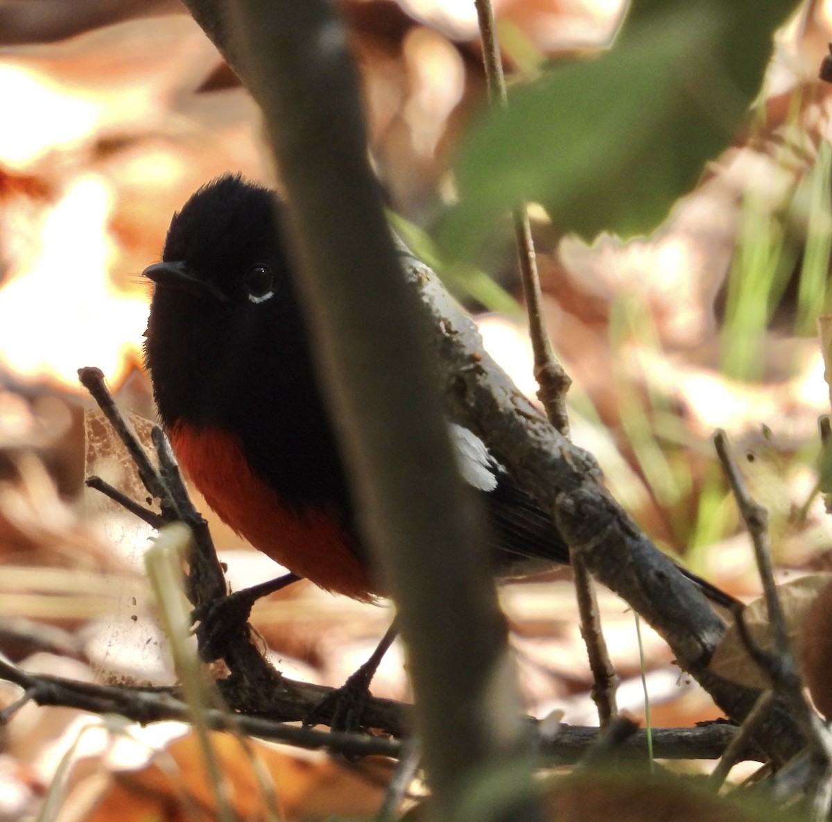 Painted Redstart - Roee Astor