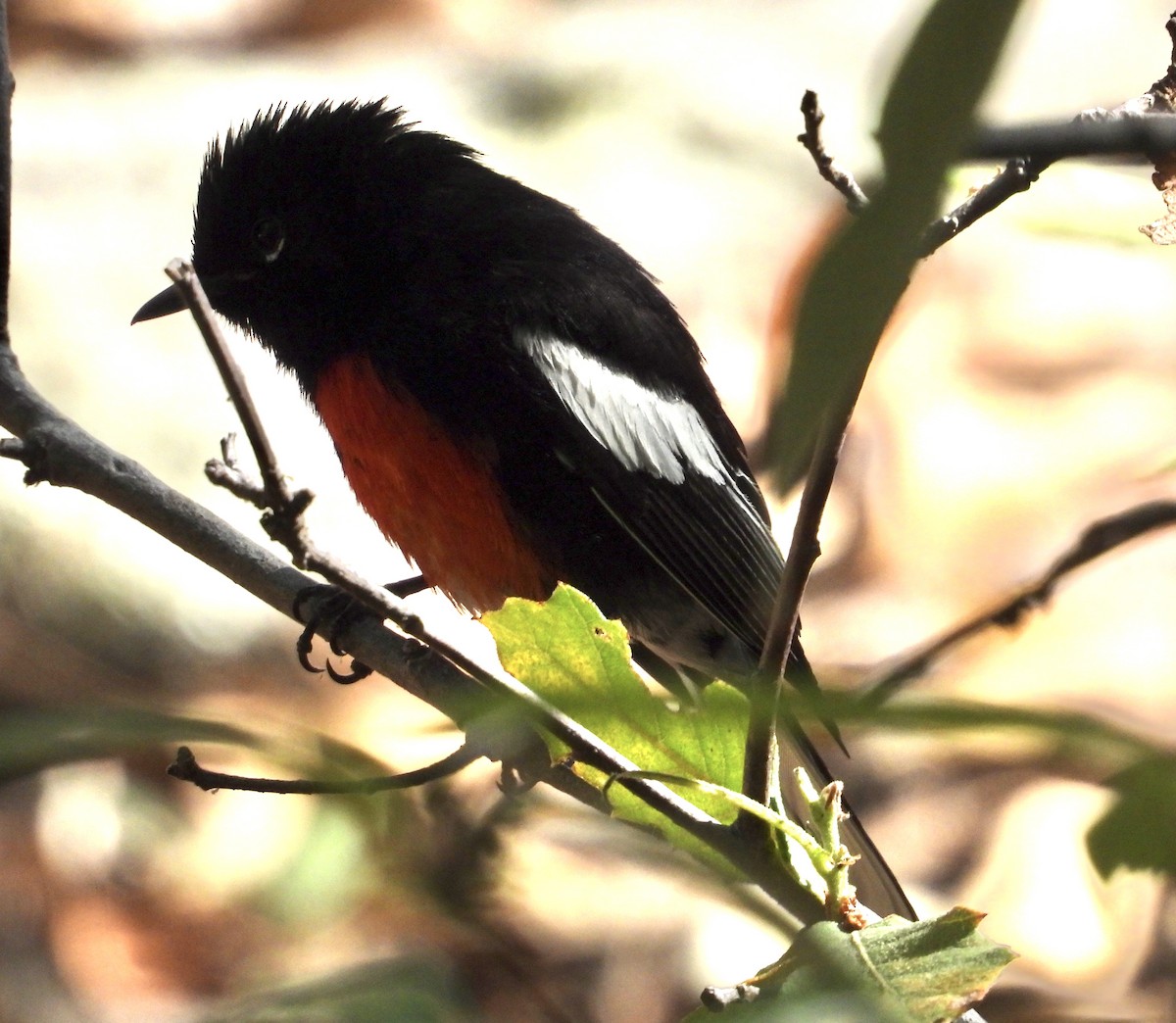 Painted Redstart - Roee Astor