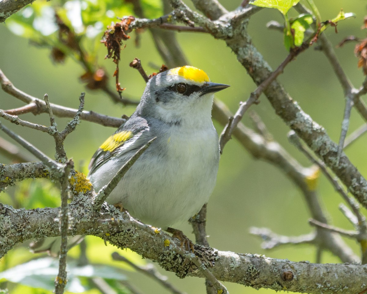 Golden-winged x Blue-winged Warbler (hybrid) - Larry Bird