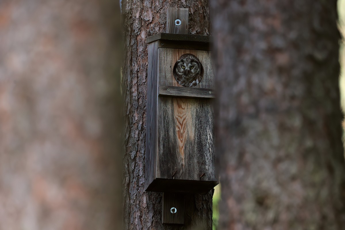 Boreal Owl - Radoslaw Gwozdz