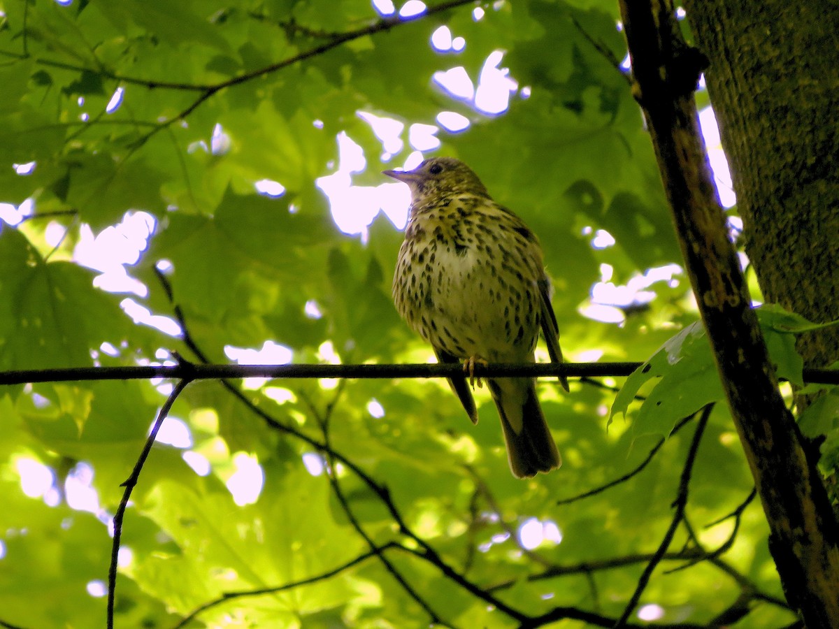 Song Thrush - Valentina Semenets