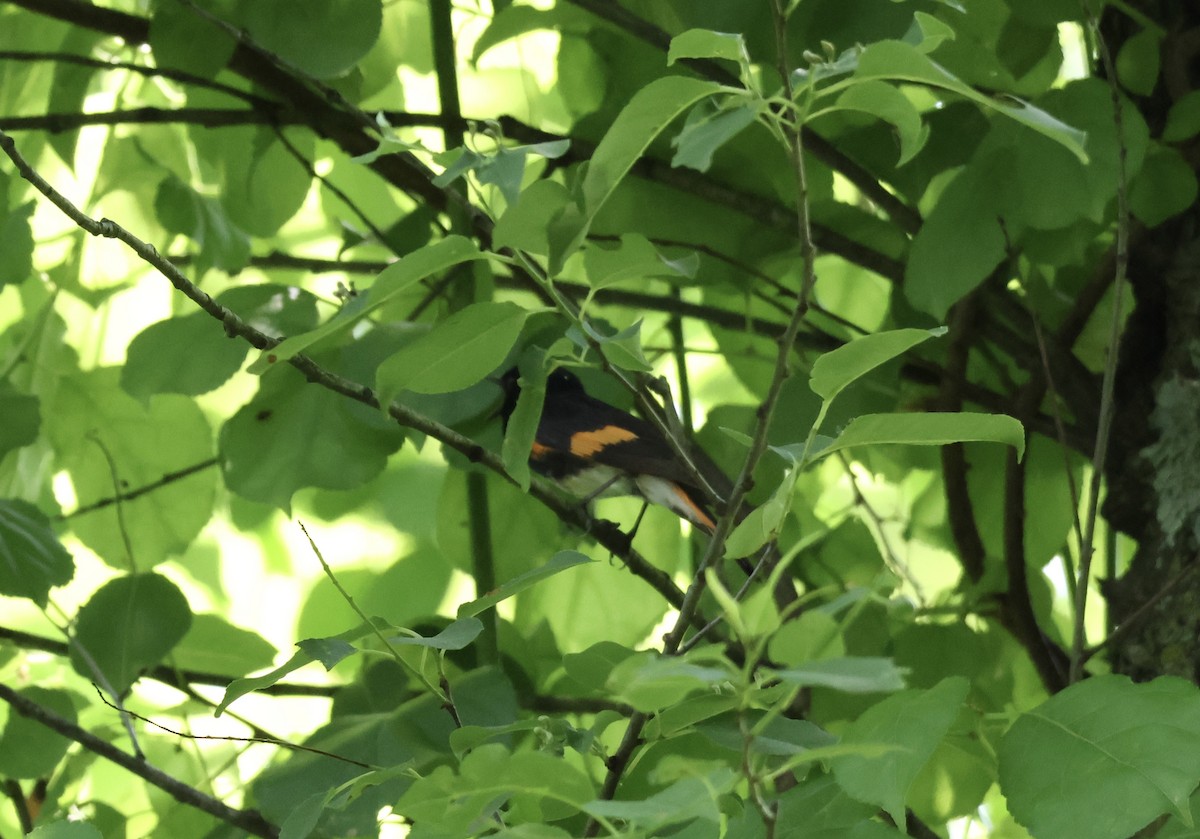 American Redstart - Rand Quinn