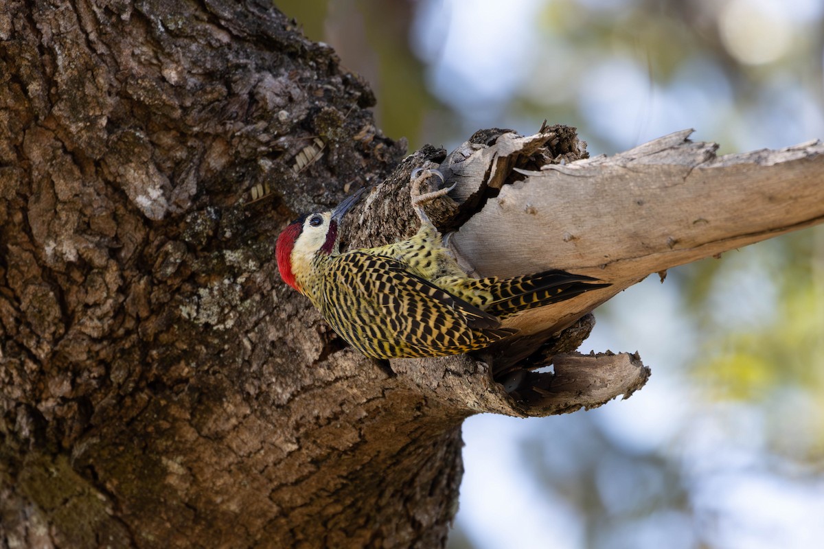 Green-barred Woodpecker - ML619582649