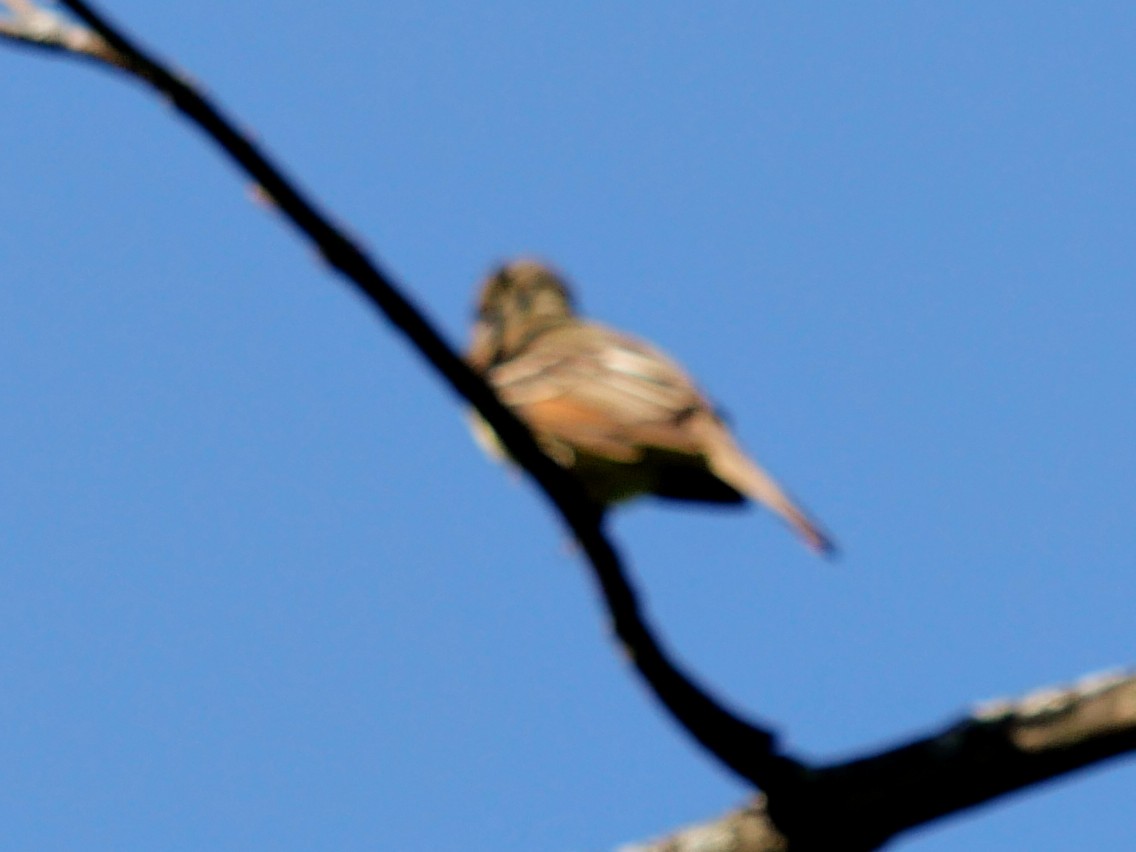 Great Crested Flycatcher - ML619582650