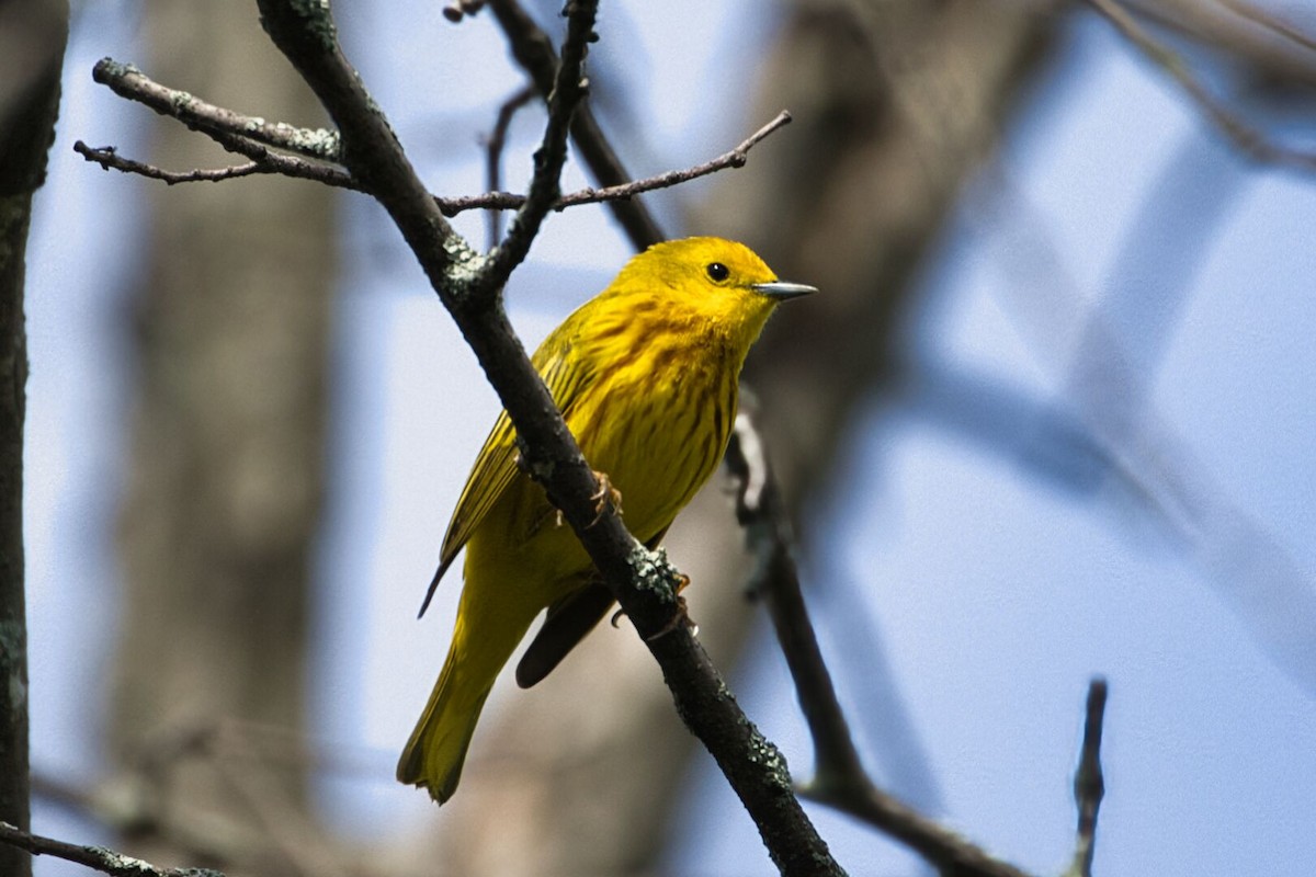 Yellow Warbler - Lyse Clermont