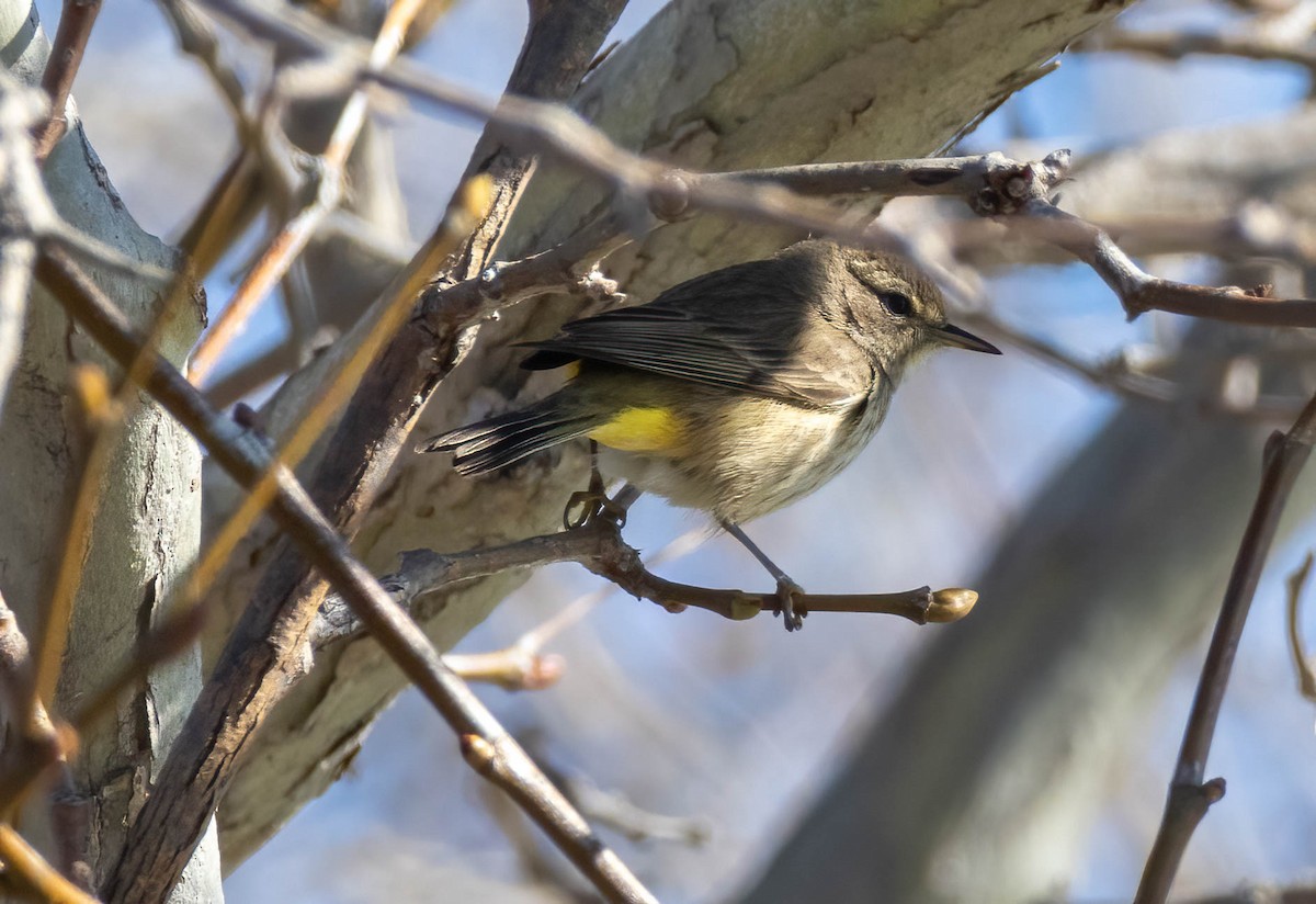 Palm Warbler - ML619582654