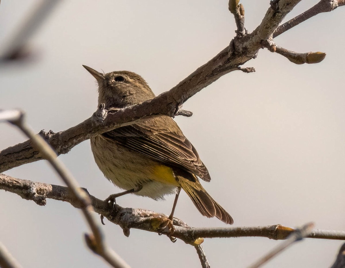 Palm Warbler - ML619582655