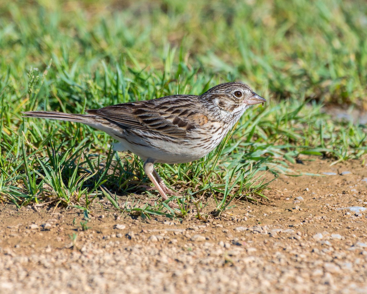 Vesper Sparrow - Larry Bird