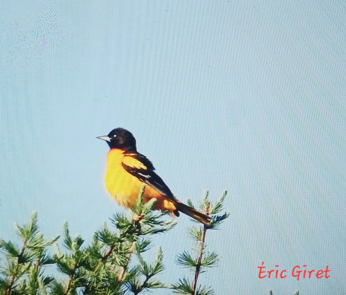 Baltimore Oriole - Éric giret