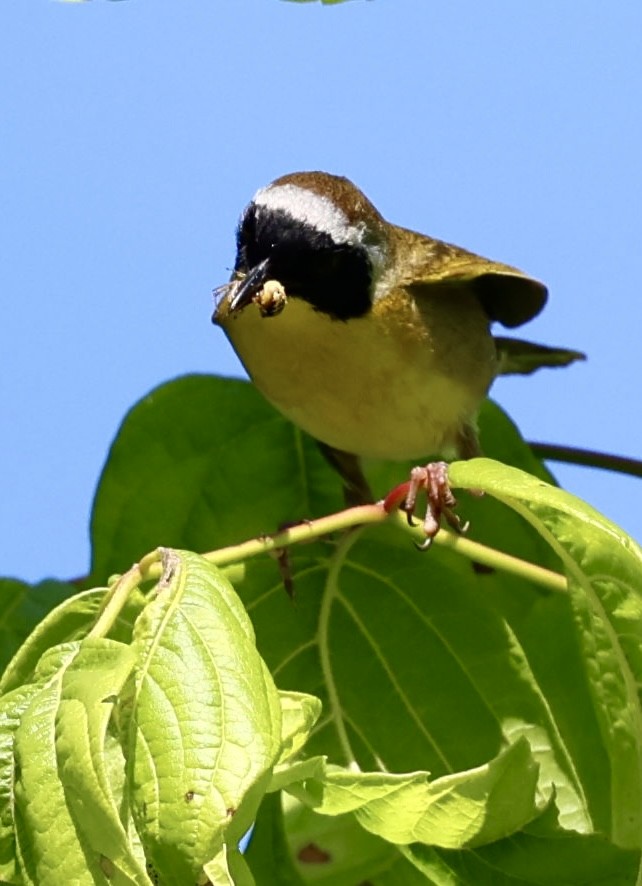 Common Yellowthroat - ML619582660