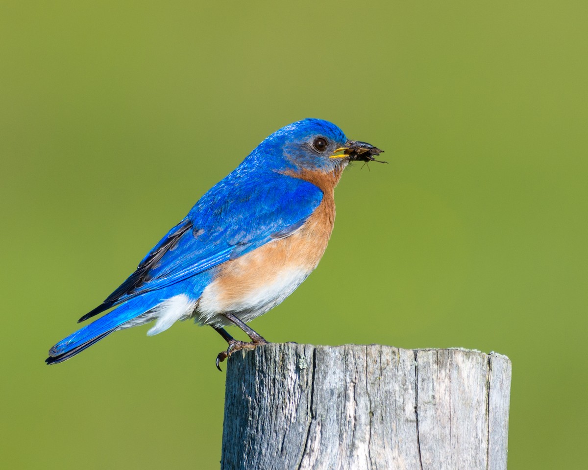 Eastern Bluebird - Larry Bird