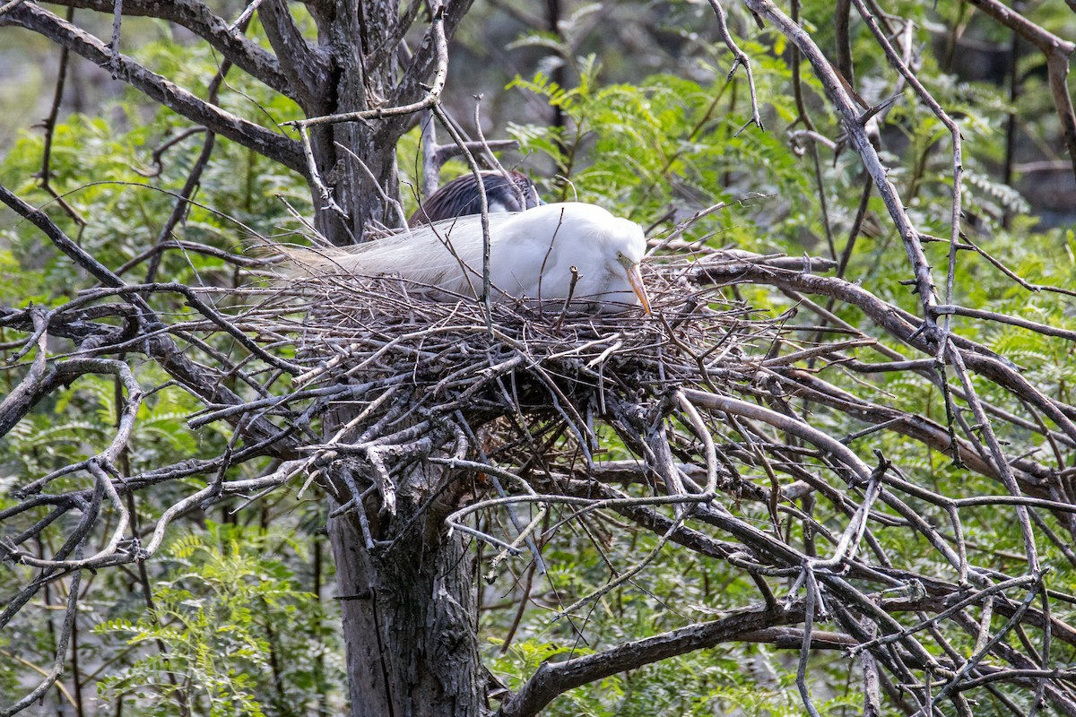 Great Egret - Mark Wilson