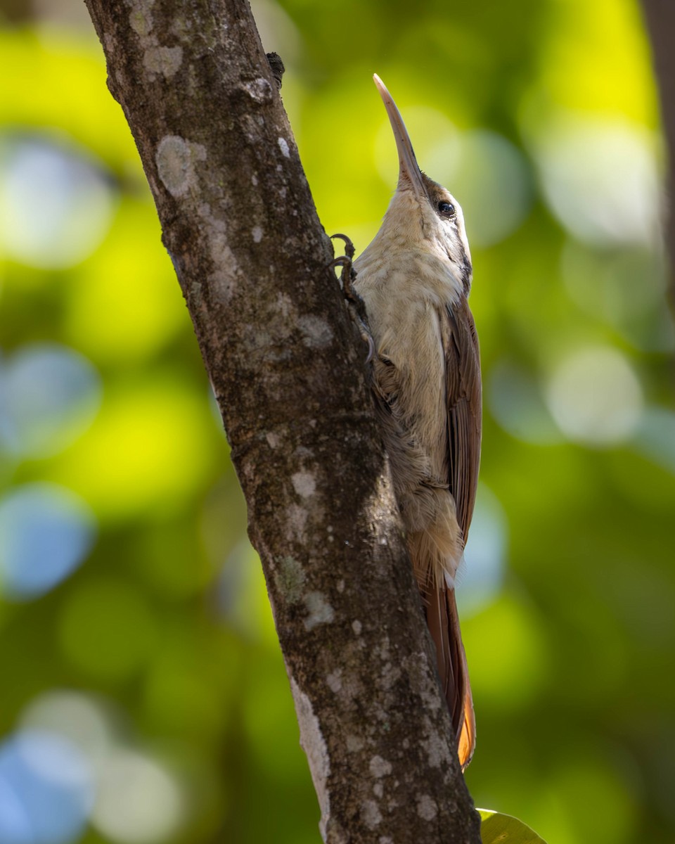 Narrow-billed Woodcreeper - ML619582672