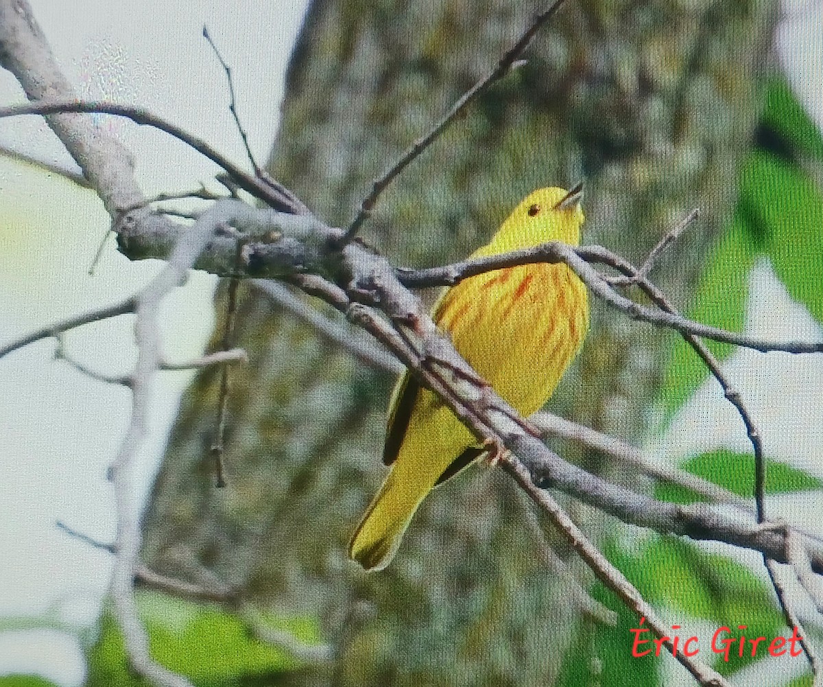 Yellow Warbler - Éric giret