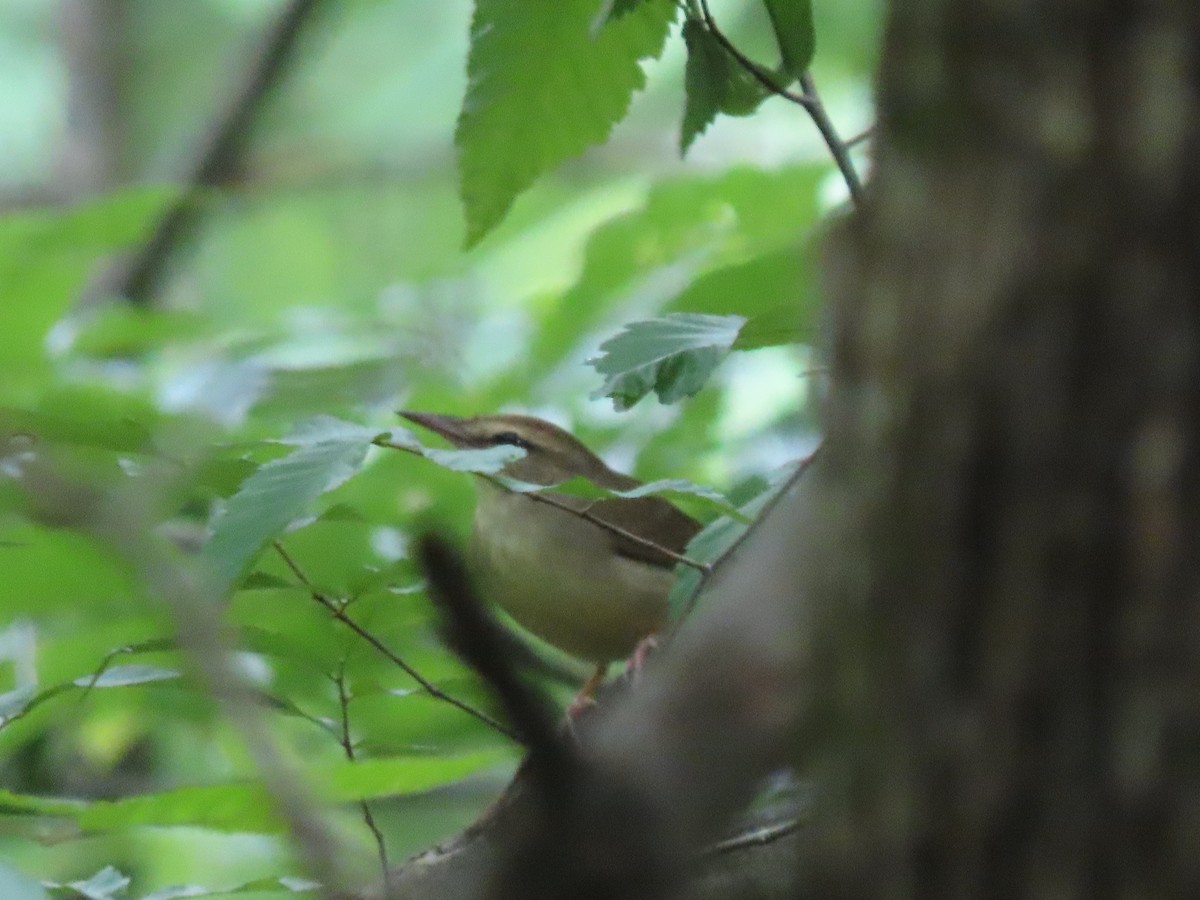 Swainson's Warbler - Ruben  Stoll