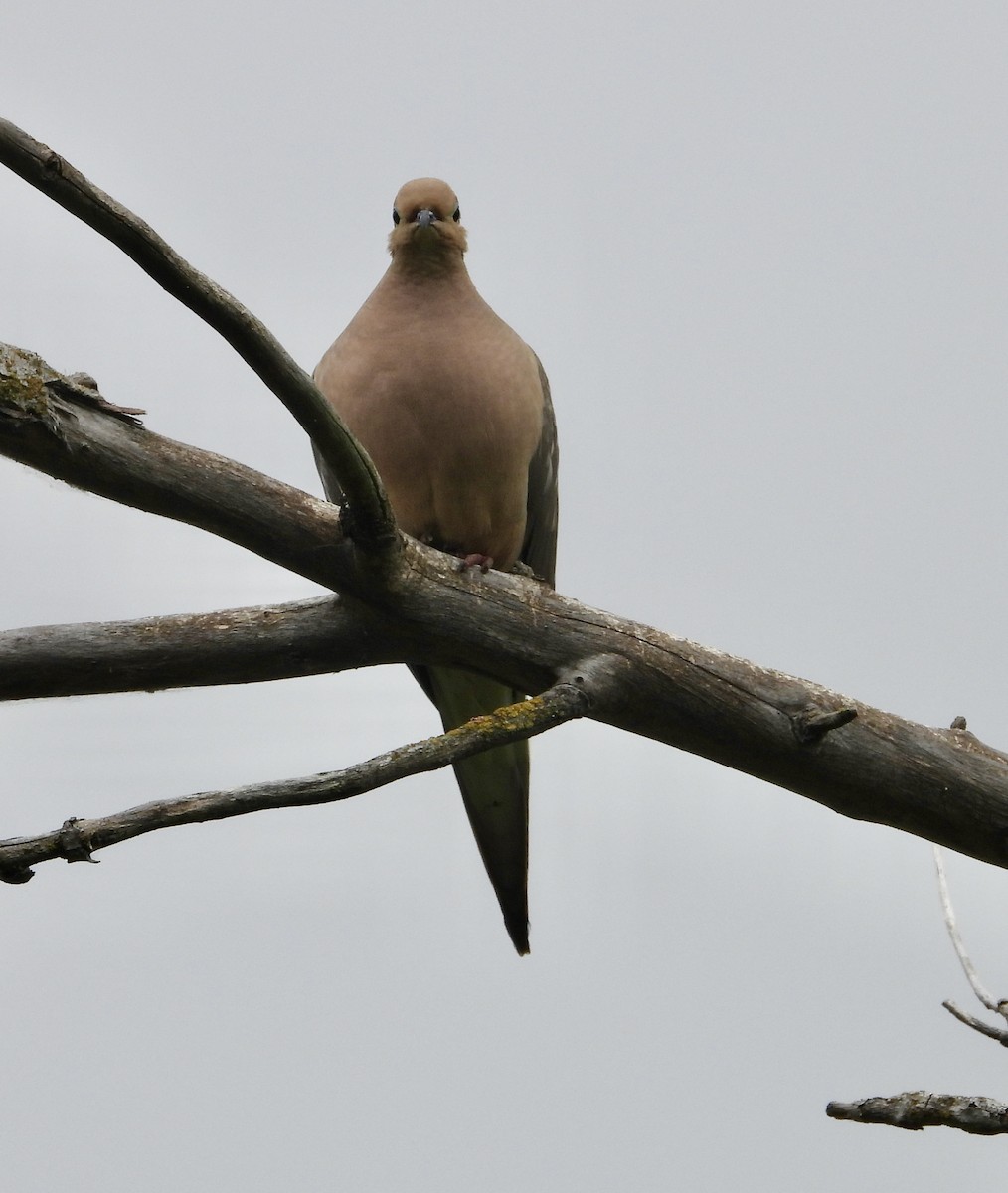 Mourning Dove - ML619582683