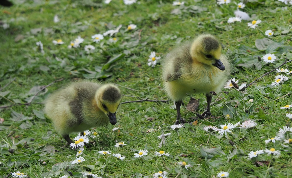 Canada Goose - James Tatlow