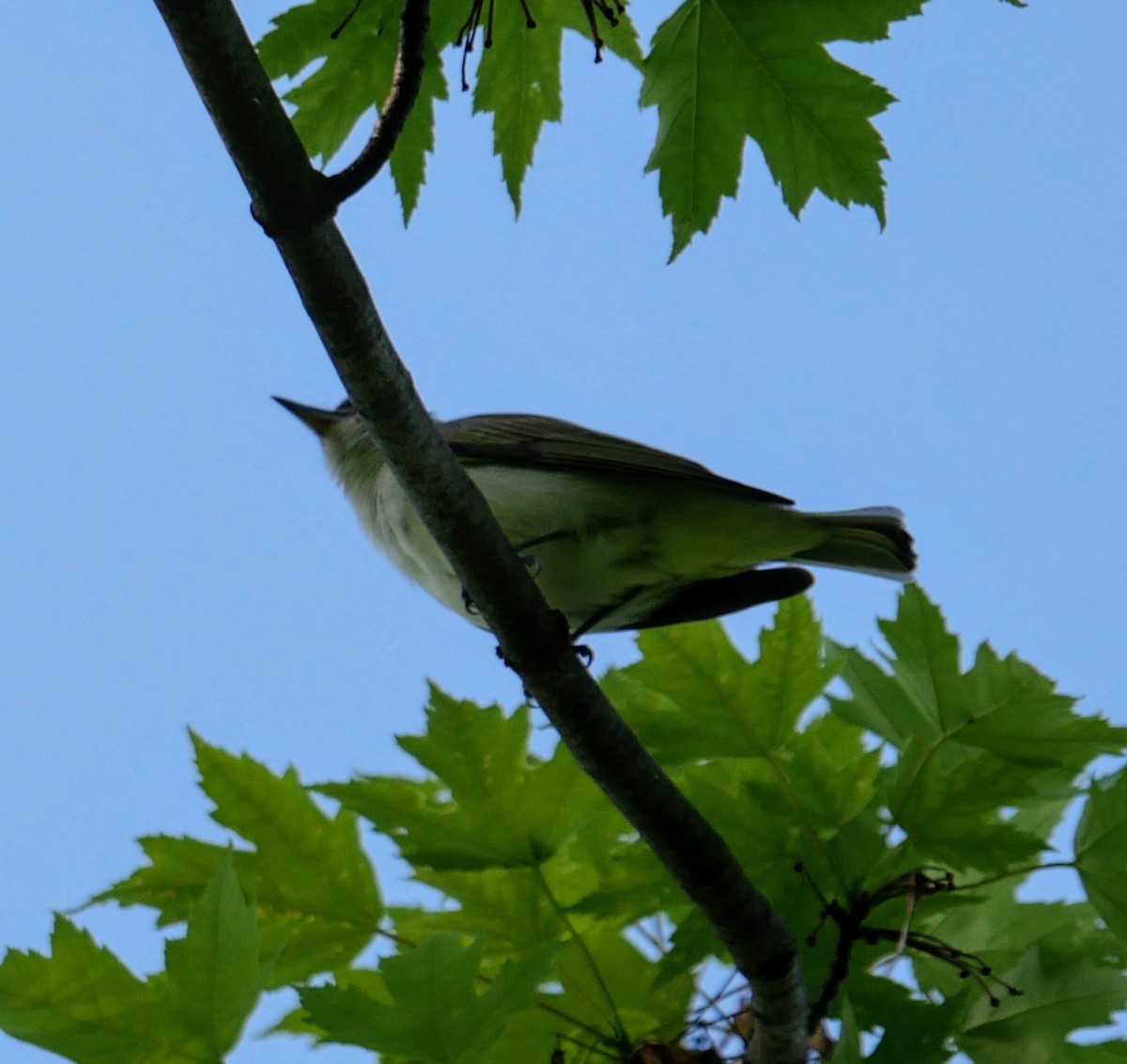 Red-eyed Vireo - Cécile Charlton