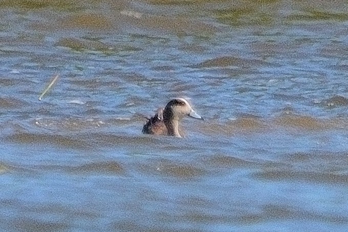 American Wigeon - John Gordinier