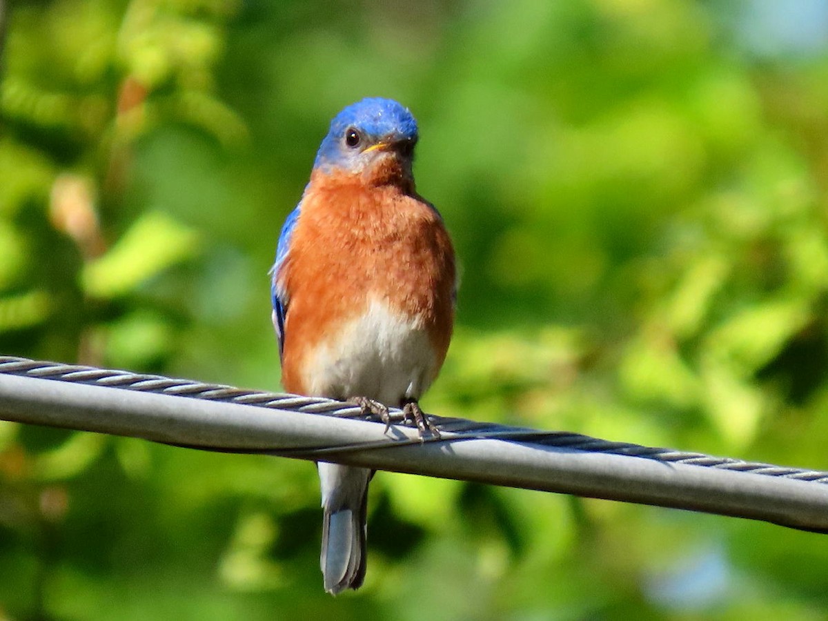 Eastern Bluebird - ML619582712