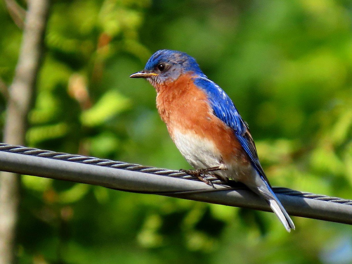 Eastern Bluebird - ML619582713