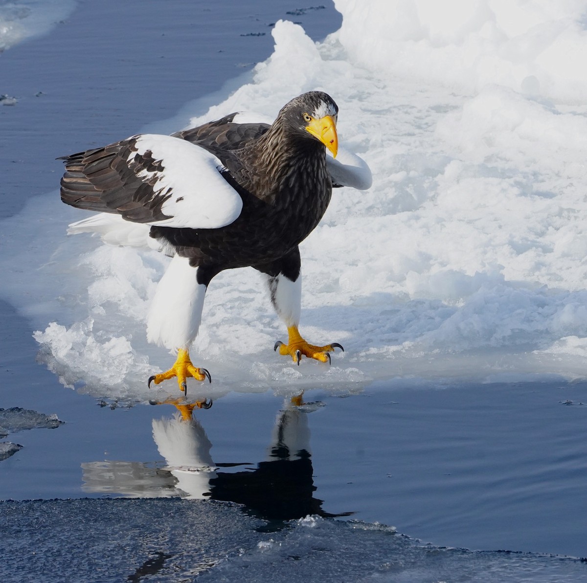 Steller's Sea-Eagle - ML619582728