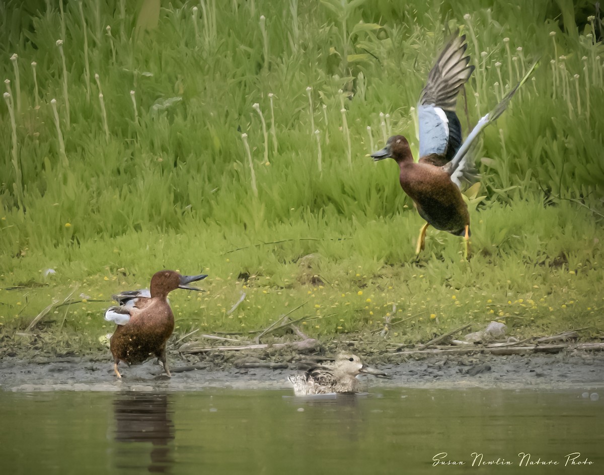 Cinnamon Teal - Susan Newlin