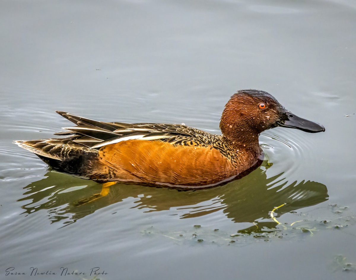 Cinnamon Teal - Susan Newlin