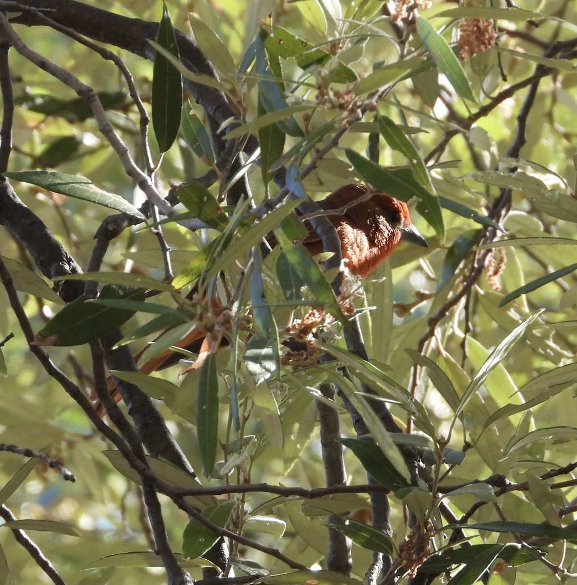 Hepatic Tanager - Roee Astor