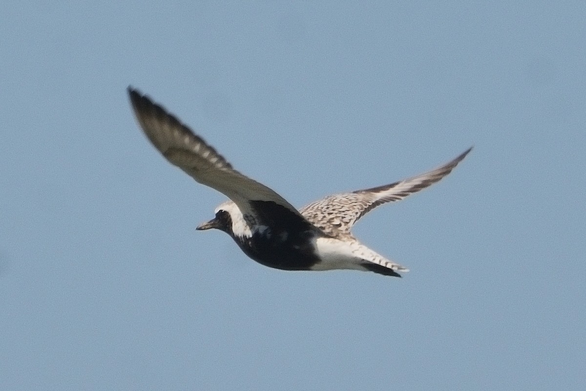 Black-bellied Plover - John Gordinier