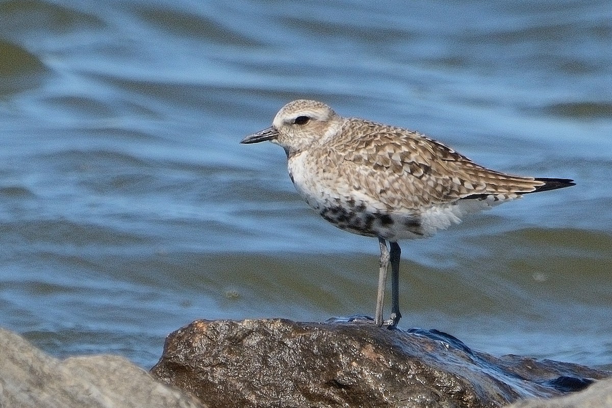 Black-bellied Plover - John Gordinier