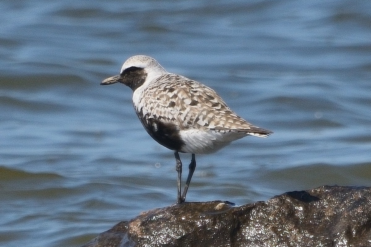 Black-bellied Plover - John Gordinier