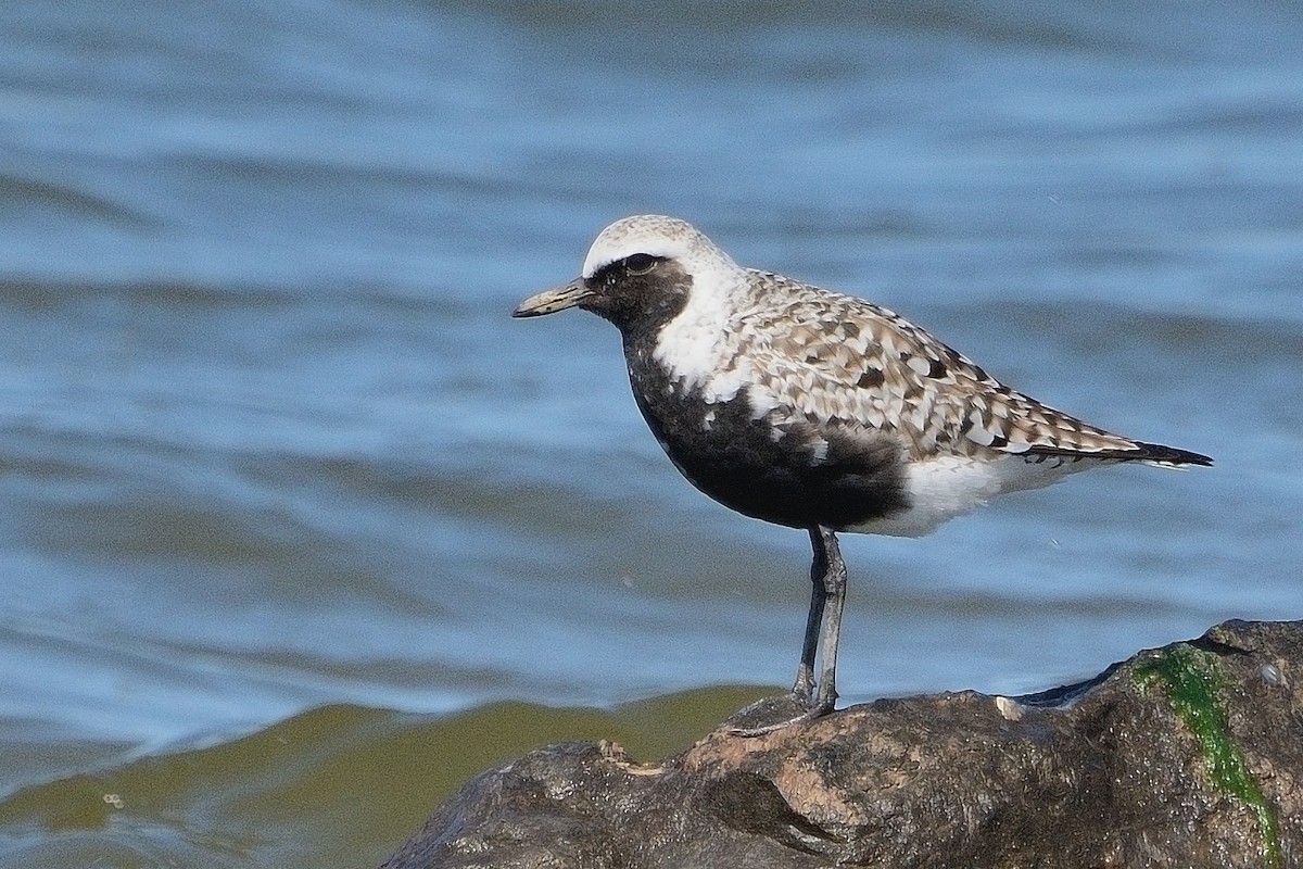 Black-bellied Plover - John Gordinier