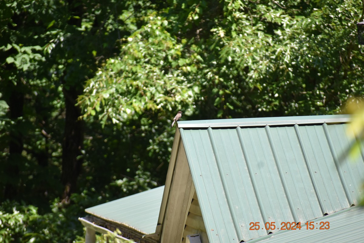 Eastern Phoebe - Greg Krog