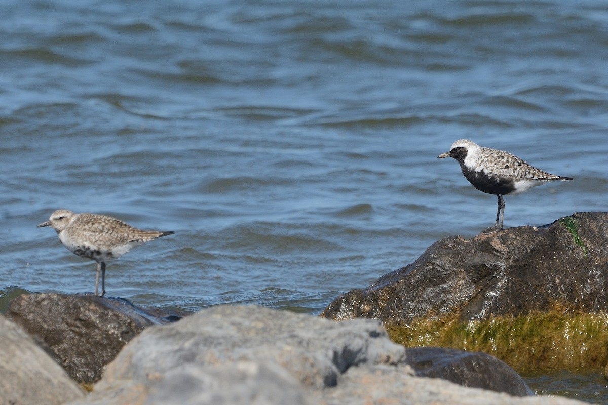 Black-bellied Plover - John Gordinier