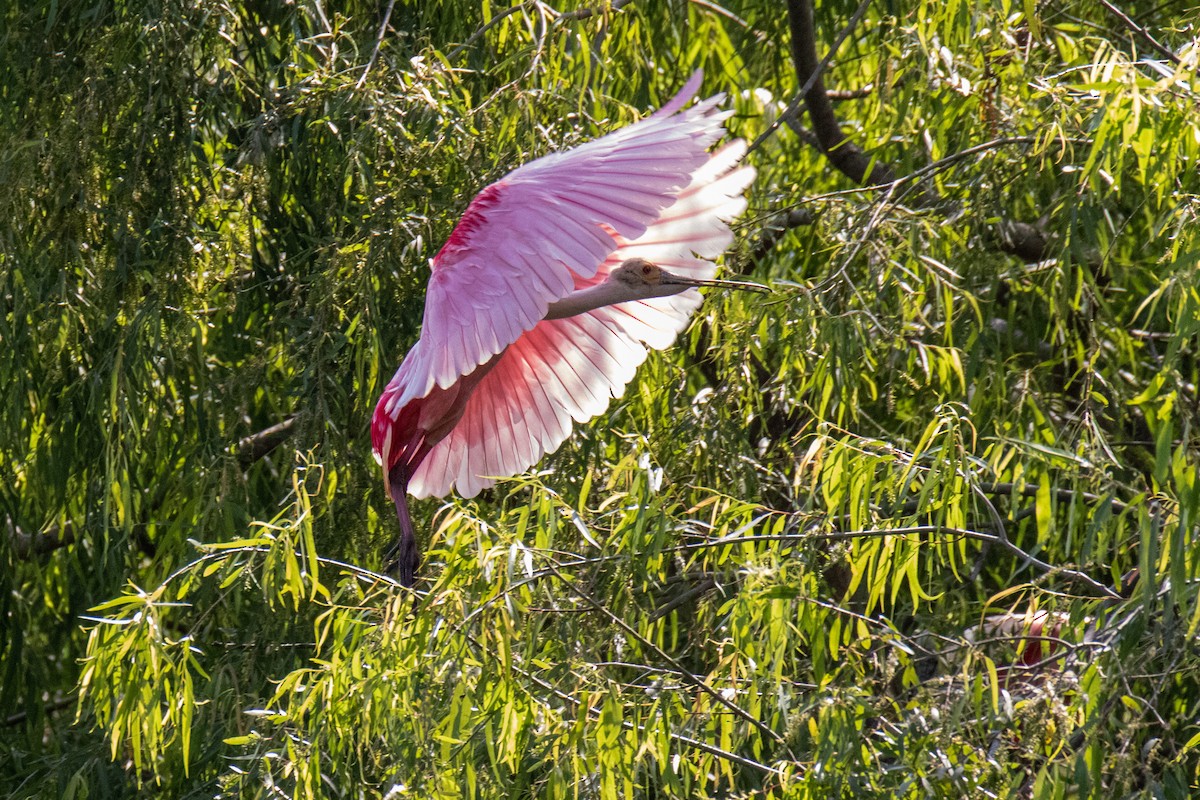 Roseate Spoonbill - ML619582766