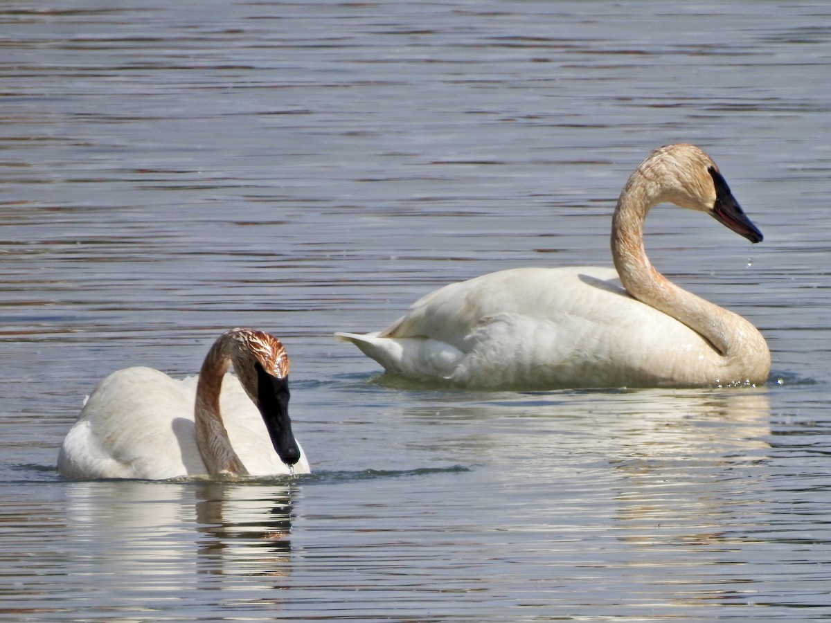 Trumpeter Swan - Mireille Tremblay