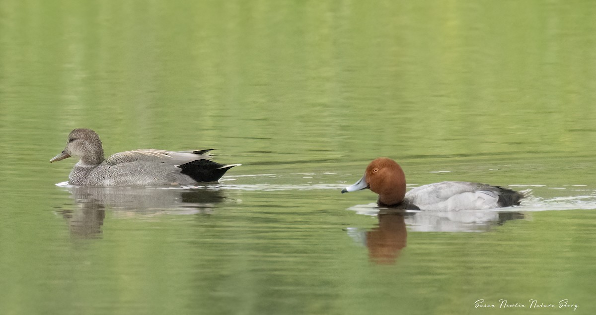 Redhead - Susan Newlin