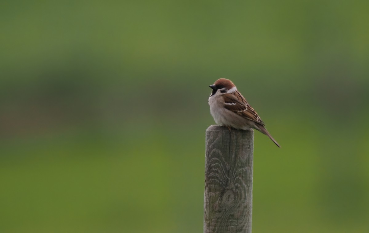 Eurasian Tree Sparrow - Silas Olofson