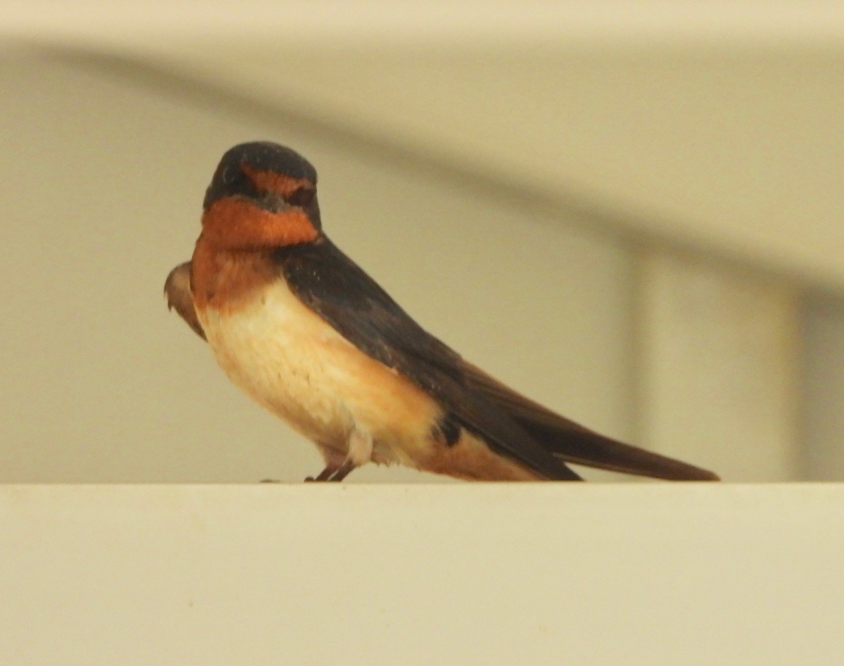 Barn Swallow - ML619582780