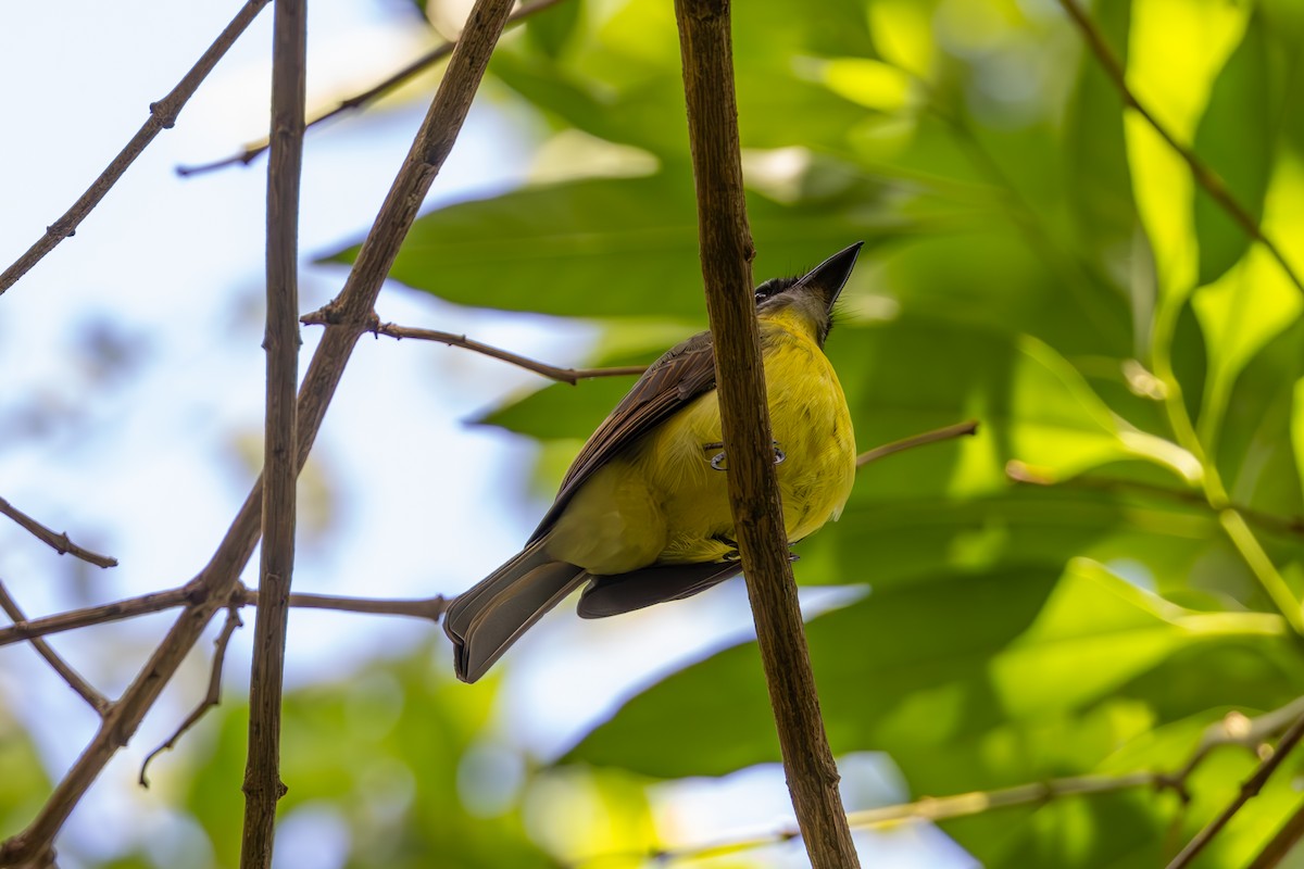 Golden-bellied Flycatcher - Mason Flint