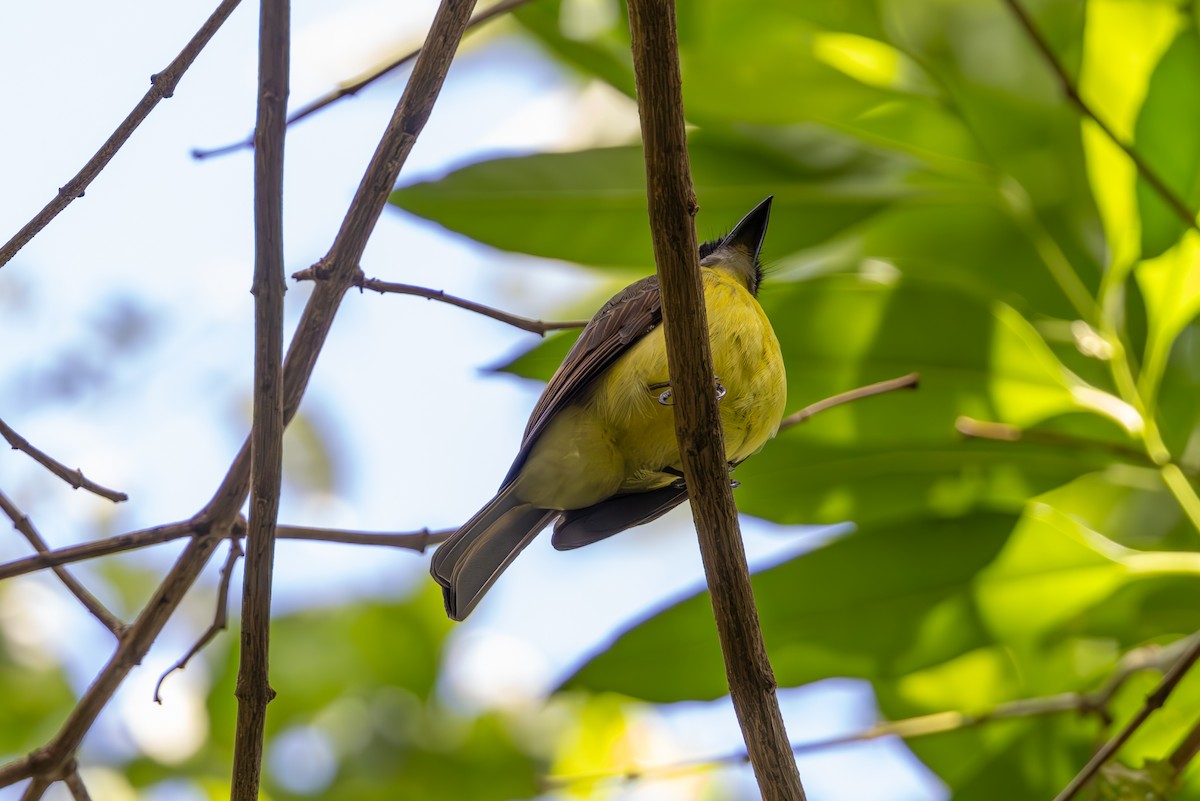 Golden-bellied Flycatcher - Mason Flint