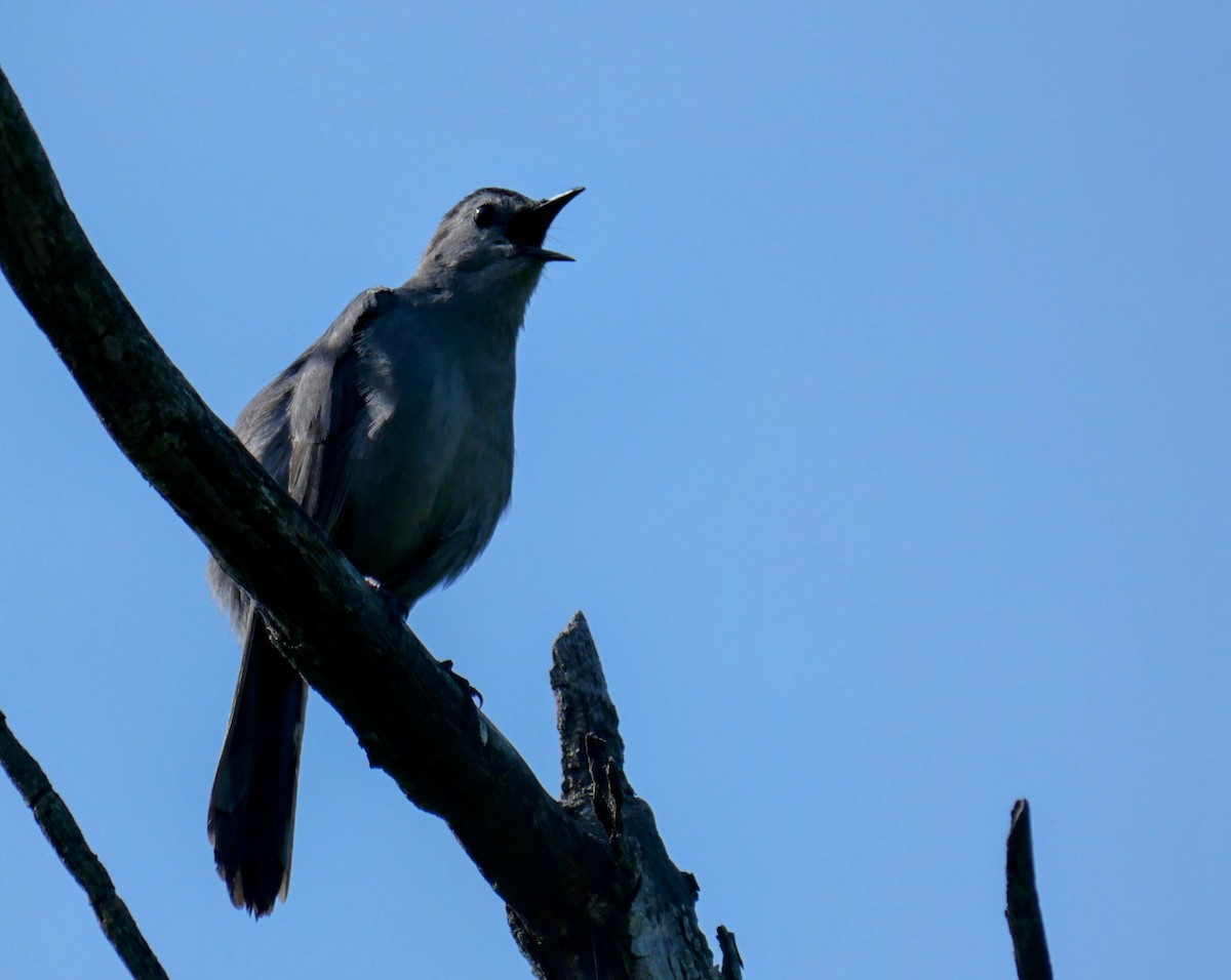 Gray Catbird - Cécile Charlton