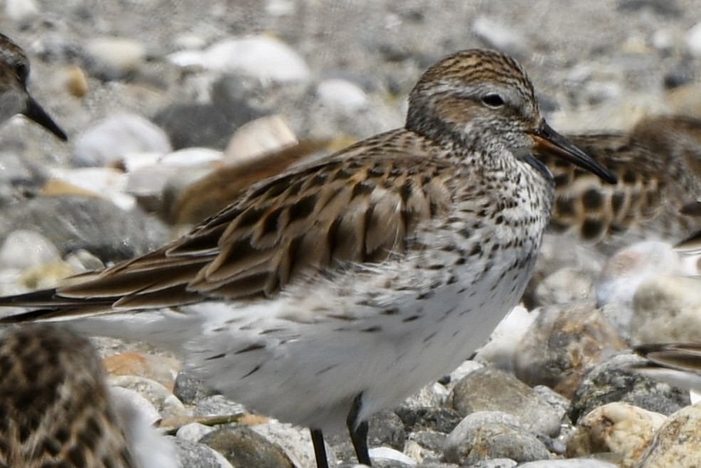 White-rumped Sandpiper - Mary Walsh