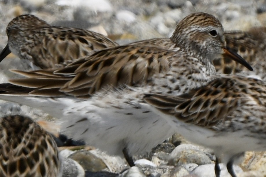 White-rumped Sandpiper - Mary Walsh