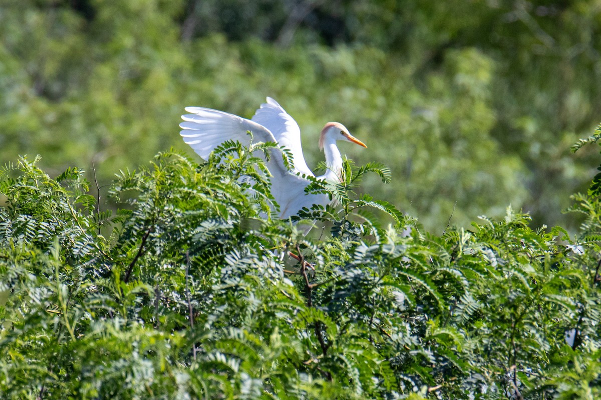 Western Cattle Egret - ML619582792